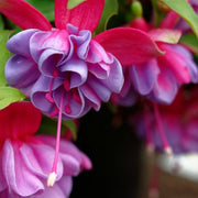 Lavender Mix Fuchsia Seeds - Flower Plant