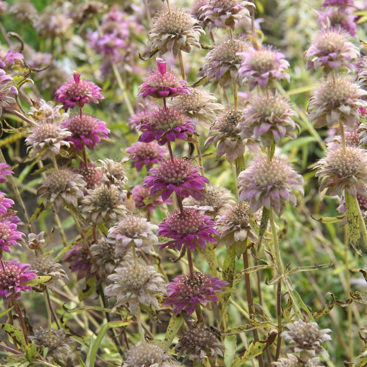 Wildflower Mix Lavender Monarda Seeds