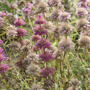 Wildflower Mix Lavender Monarda Seeds