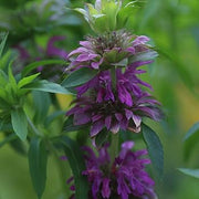 Wildflower Mix Lavender Monarda Seeds