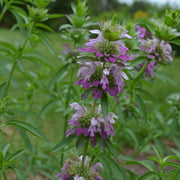 Wildflower Mix Lavender Monarda Seeds