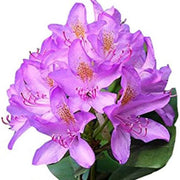 Lavender Rhododendron Azalea Seeds - Flower Plant