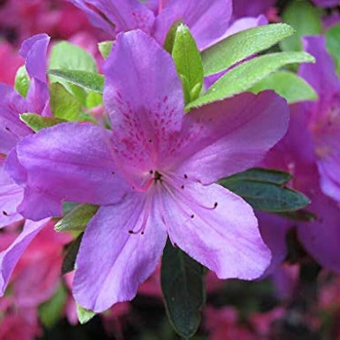 Lavender Rhododendron Azalea Seeds - Flower Plant