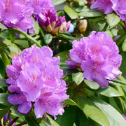 Lavender Rhododendron Azalea Seeds - Flower Plant