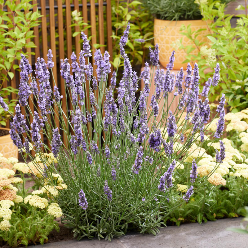 Lavender Seeds - Herbal Seeds