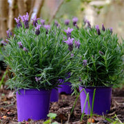 Lavender Seeds - Herbal Seeds