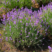 Lavender Seeds - Herbal Seeds