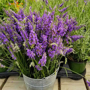 Lavender Seeds - Herbal Seeds