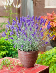 Lavender Seeds - Herbal Seeds