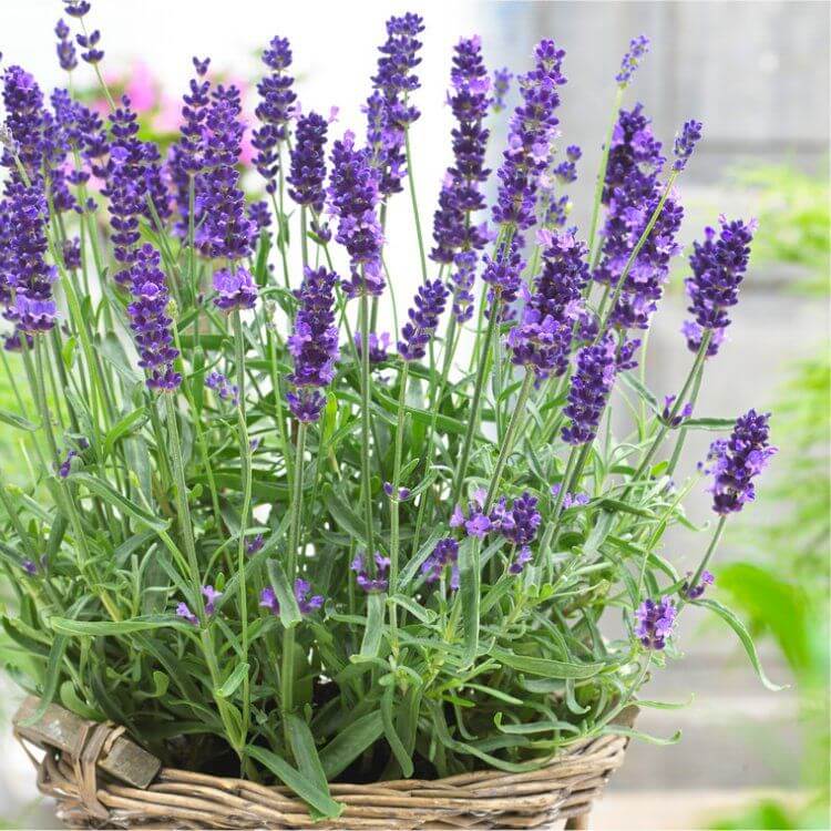 Lavender - Herbal Seeds