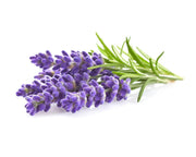 Lavender Mint Seeds - Herbal Seeds