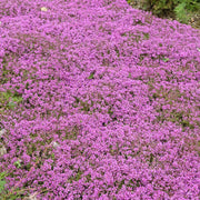 Lawn Thyme Seeds - Flower Plant