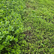 Lawn Thyme Seeds - Flower Plant