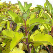 Leaf of Life Seeds - Herbal Seeds