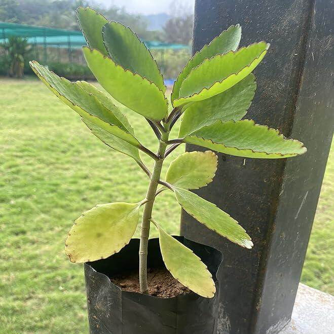 Leaf of Life - Herbal Seeds