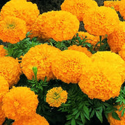 Bright Marigold Seeds