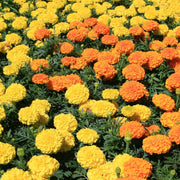 Bright Marigold Seeds