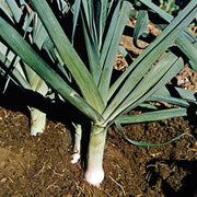 Leek Seeds – Allium porrum