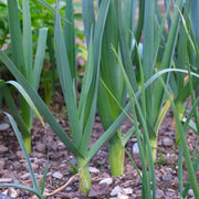 Leek Seeds – Allium porrum