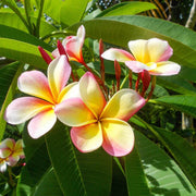 Lei Seeds