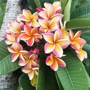 Lei Seeds