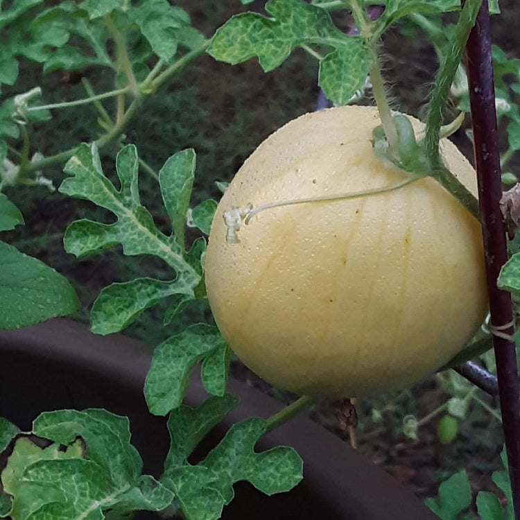 Lemon Drop Melon Seeds