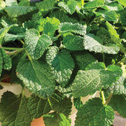 Mandarina Lemon Balm Seeds, Herbal