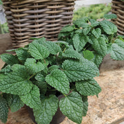 Mandarina Lemon Balm Seeds, Herbal