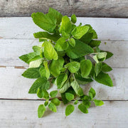 Mandarina Lemon Balm Seeds, Herbal