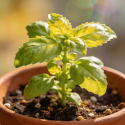 Basil Seeds – Ocimum basilicum