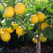 Femminello Lemon Seeds