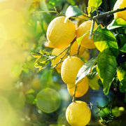 Femminello Lemon Seeds