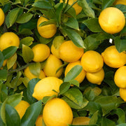 Citrus Lemon Seeds