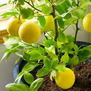 Citrus Lemon Seeds