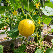 Cucumber Seeds – Cucumis sativus