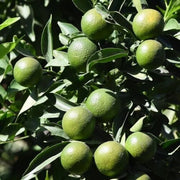 Dark Green Lemon Seeds