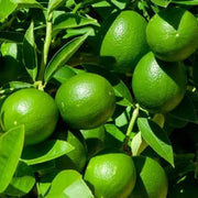 Dark Green Lemon Seeds