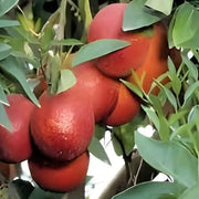 Dark Red Lemon Seeds