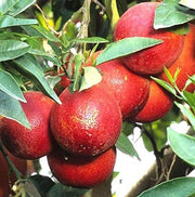 Dark Red Lemon Seeds