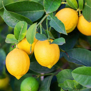 Eureka Lemon Seeds