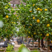 Eureka Lemon Seeds
