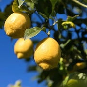 Femminello Lemon Seeds