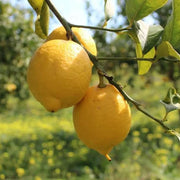 Femminello Lemon Seeds