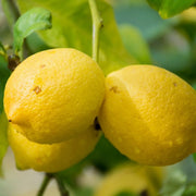 Genoa Lemon Seeds
