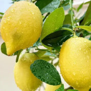 Genoa Lemon Seeds