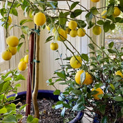 Kagzi Lemon Seeds