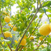 Kagzi Lemon Seeds