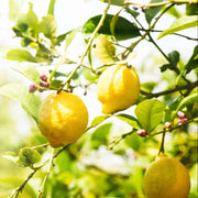 Lisbon Lemon Seeds