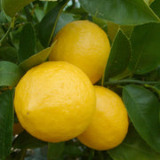 Lumia Lemon Seeds
