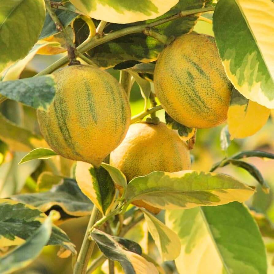 Pink Variegated Lemon Seeds